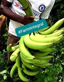 Plantain from FarmIntegral Farm