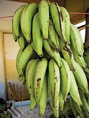 matured Plantain fruit