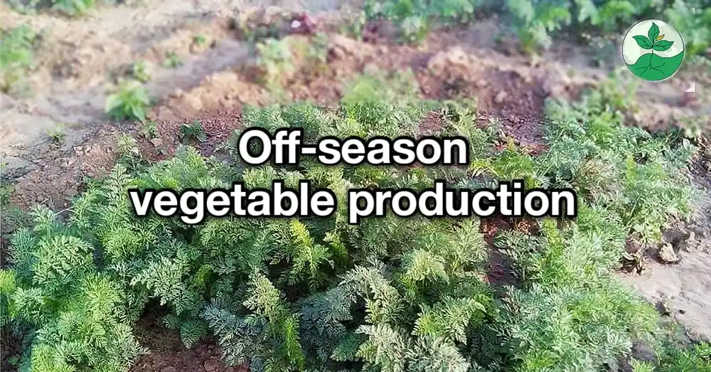 Off-season vegetable